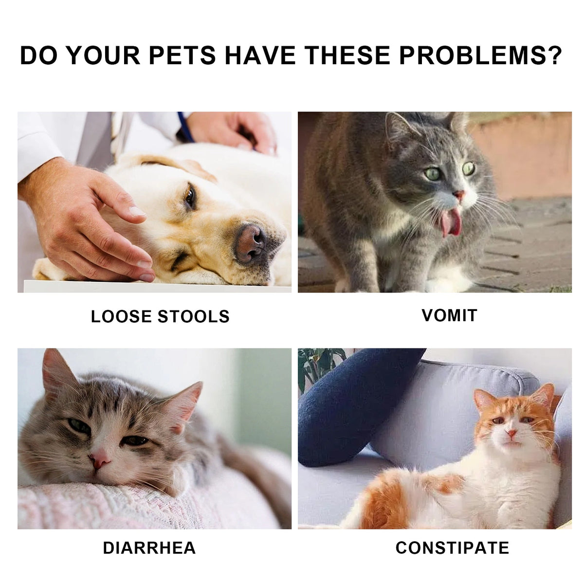 Pet Immune Oral Drops for Daily Health and Vitality