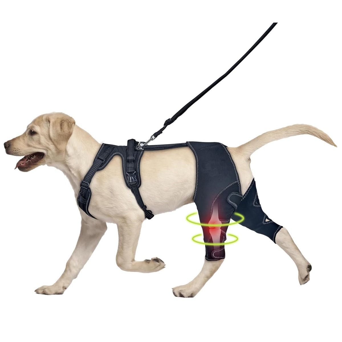 Dog Knee Brace for Post-Surgery Support and Recovery