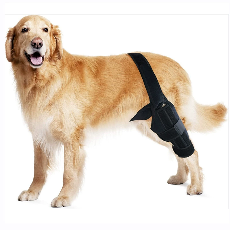 Adjustable Dog Knee Brace for Injury Recovery Support