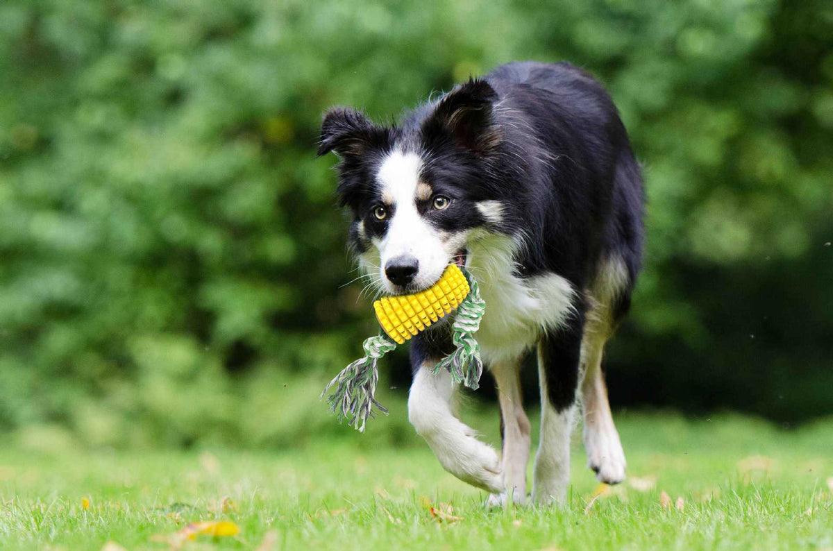 Corn-Shaped Dog Chew Toy for Teeth-Cleaning Play