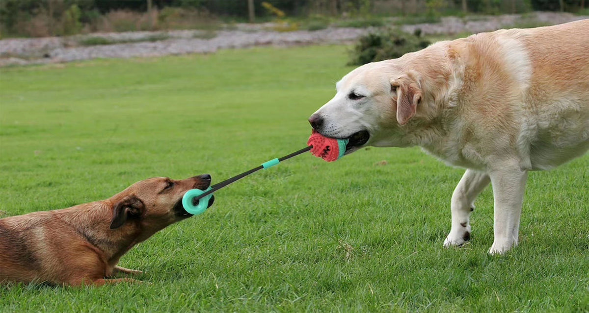 Interactive Dog Toy for Tug, Fetch, Chew & Exercise