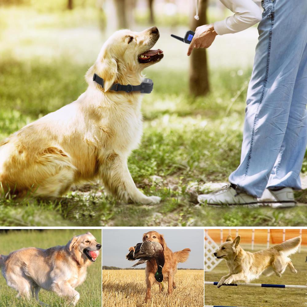 Rechargeable Dog Training Collar, 900ft Remote Range