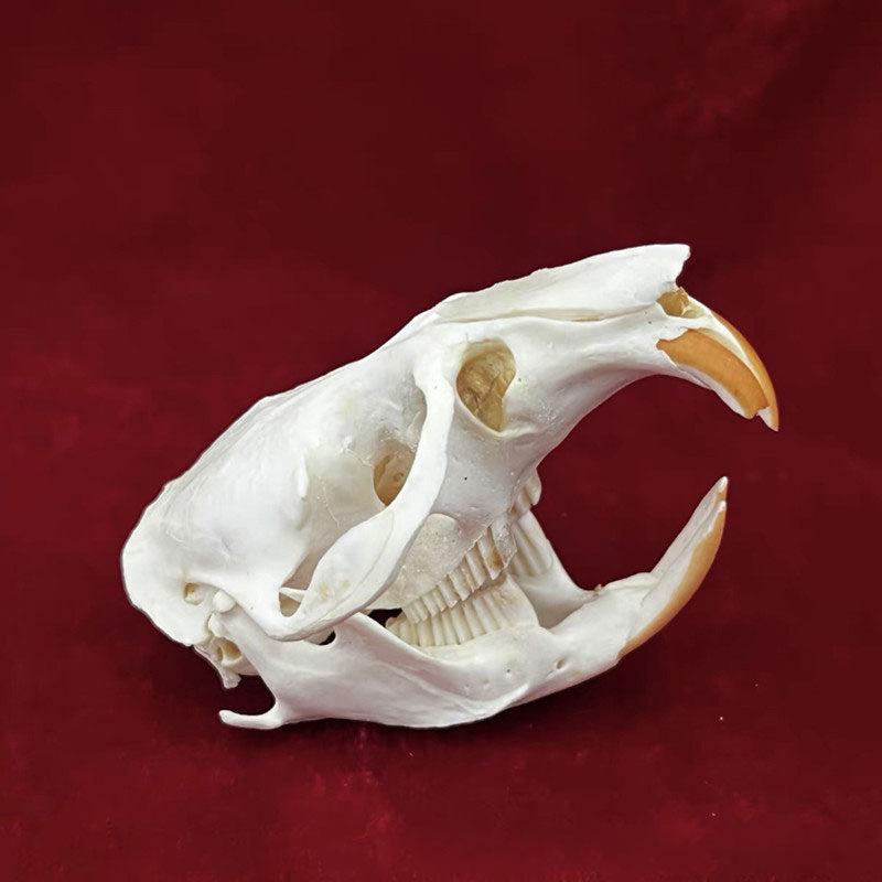 Animal Skull Specimens for Distinctive Home Decor