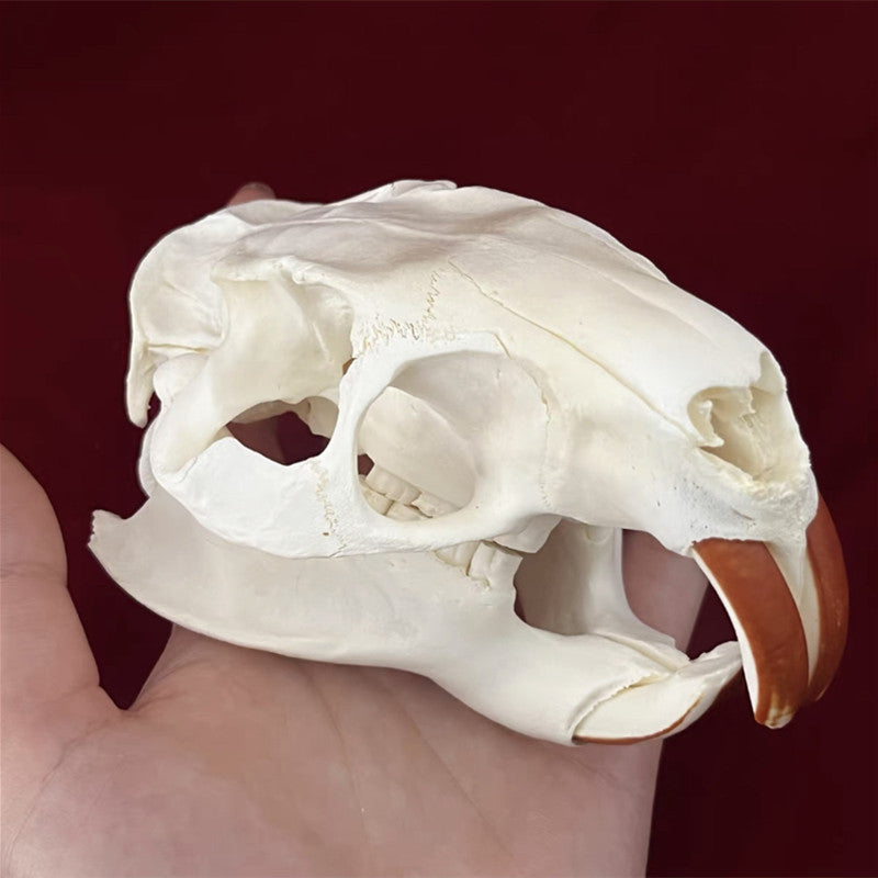 Animal Skull Specimens for Distinctive Home Decor