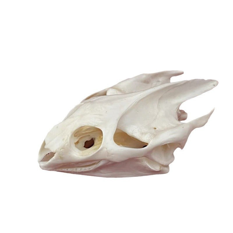Animal Skull Specimens for Distinctive Home Decor