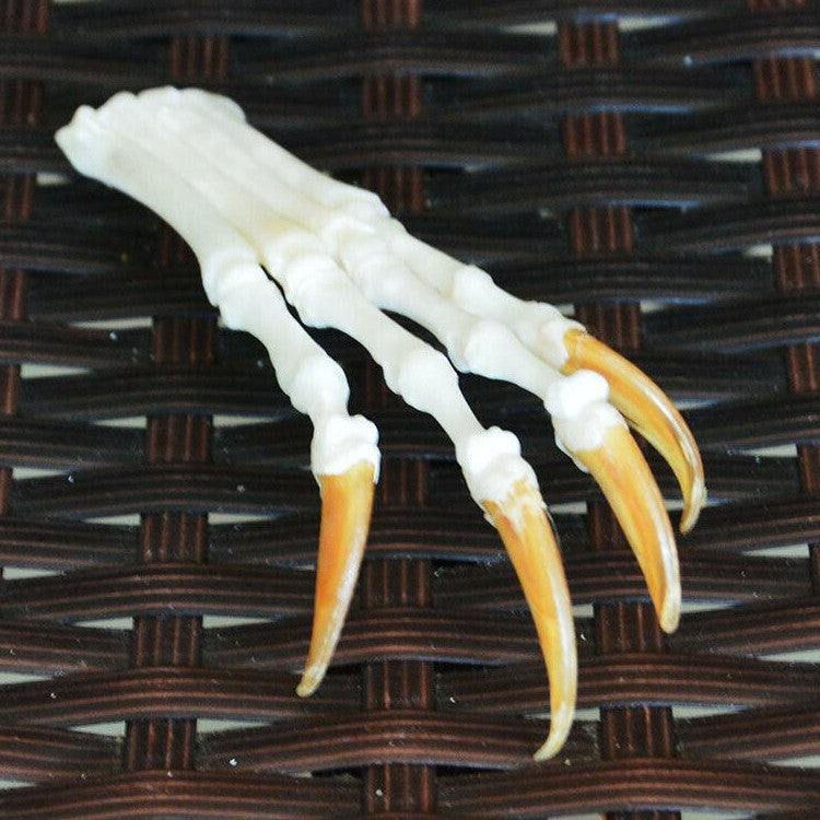 Animal Skull Specimens for Distinctive Home Decor
