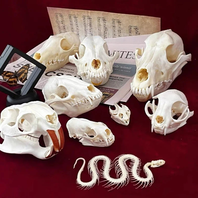 Animal Skull Specimens for Distinctive Home Decor