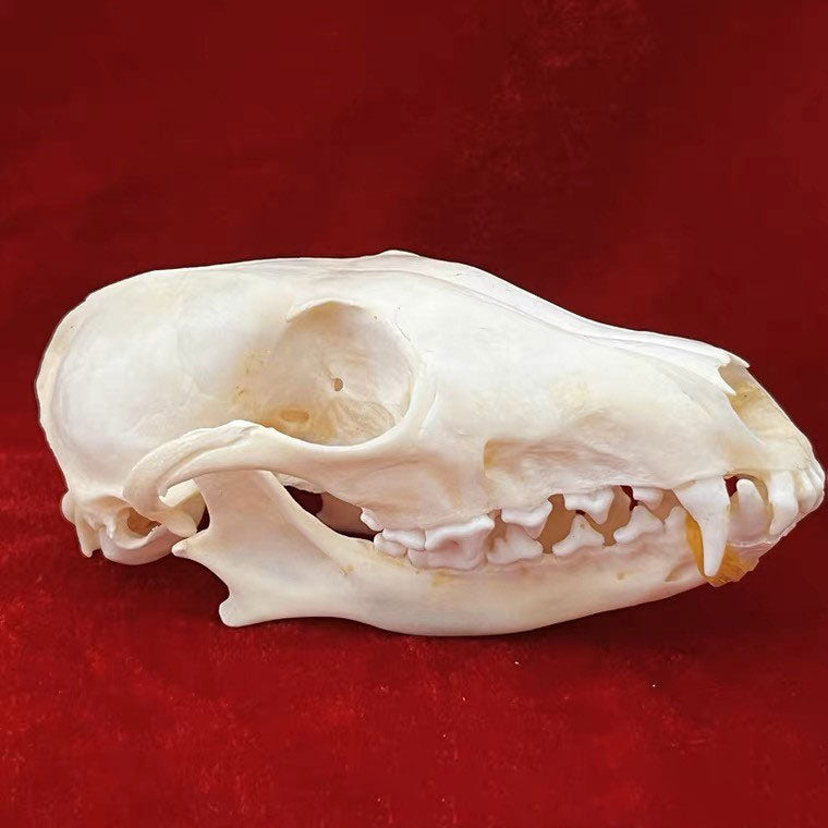 Animal Skull Specimens for Distinctive Home Decor