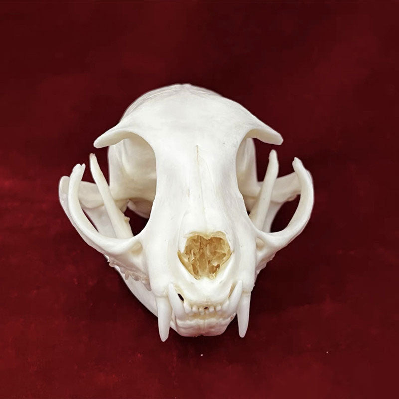 Animal Skull Specimens for Distinctive Home Decor