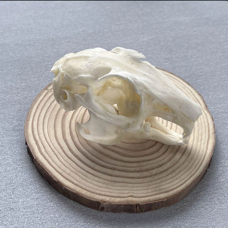 Animal Skull Specimens for Distinctive Home Decor