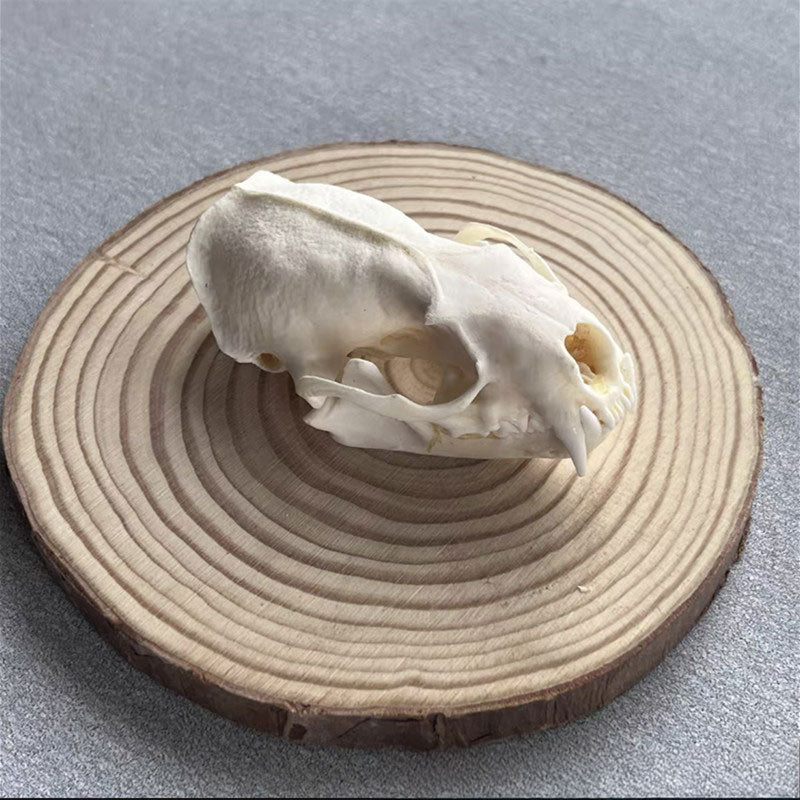 Animal Skull Specimens for Distinctive Home Decor