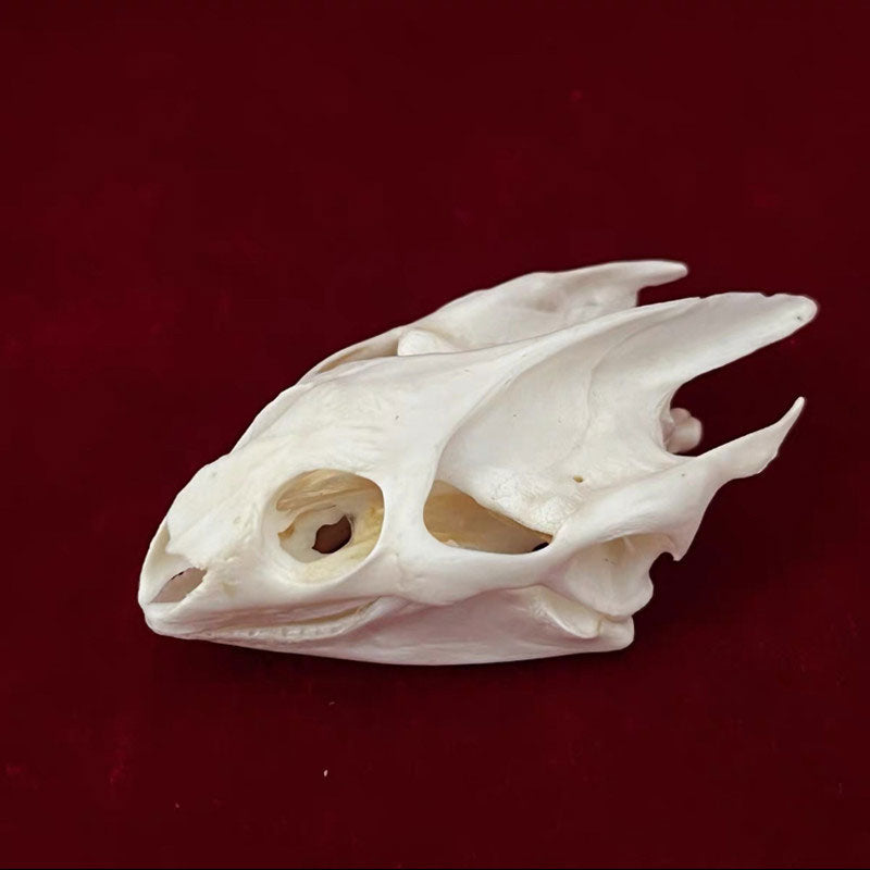 Animal Skull Specimens for Distinctive Home Decor