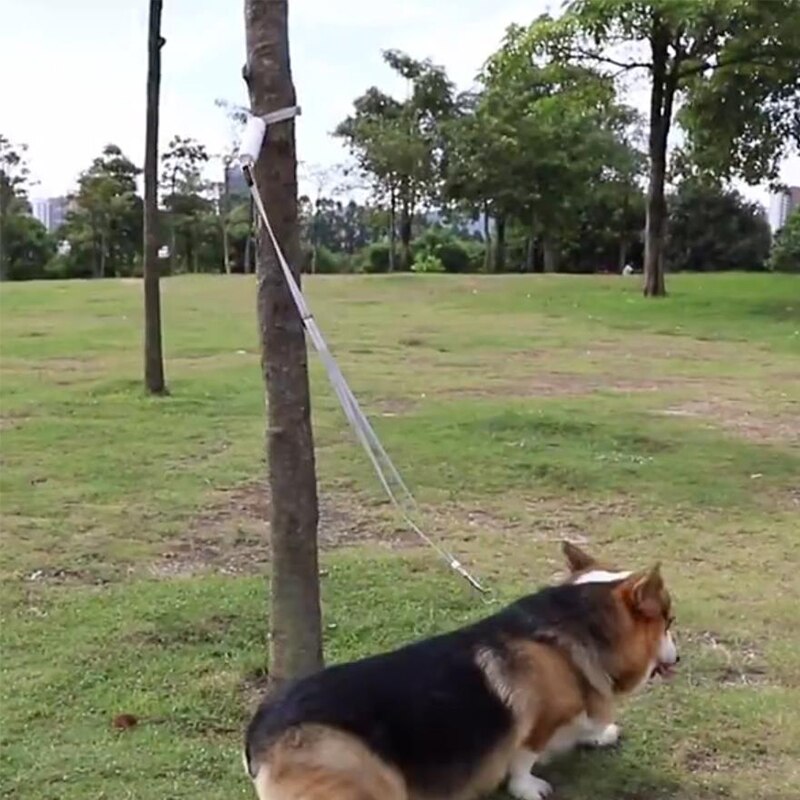 Reflective Elastic Dog Leash for Safer Evening Walks