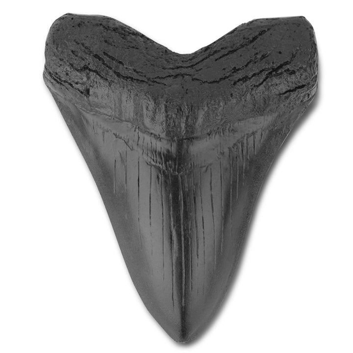 Shark Tooth Sculpture – Bold Ocean-Inspired Home Decor