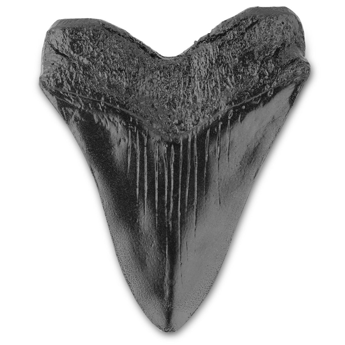Shark Tooth Sculpture – Bold Ocean-Inspired Home Decor