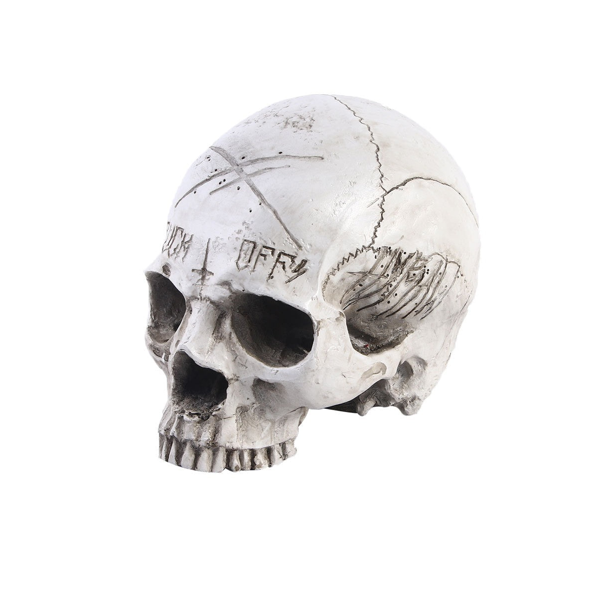 3D Resin Skull Anatomy Model for Study and Display