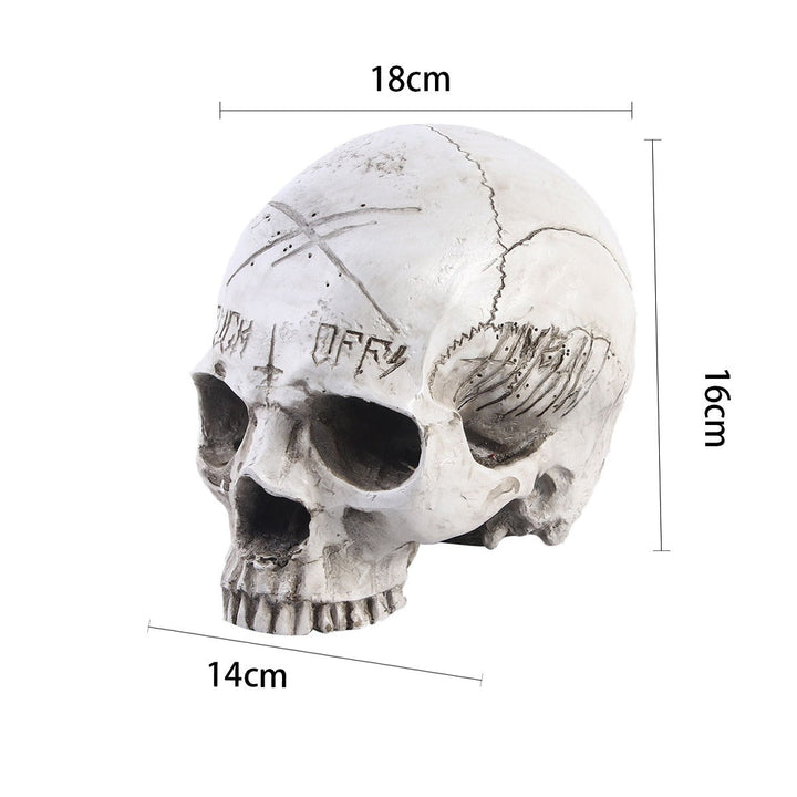 3D Resin Skull Anatomy Model for Study and Display