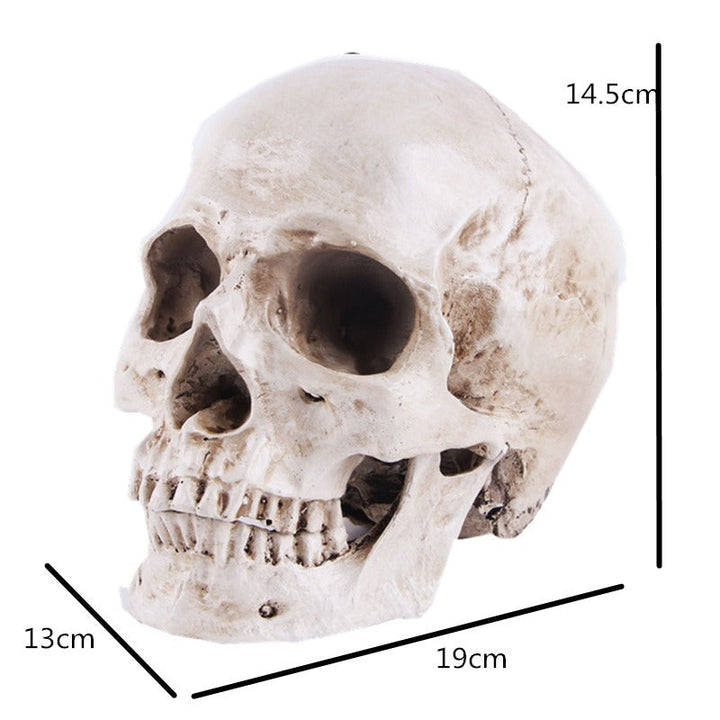 Resin Skull Model for Anatomy Teaching and Study Aid