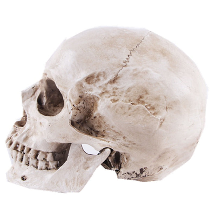 Resin Skull Model for Anatomy Teaching and Study Aid
