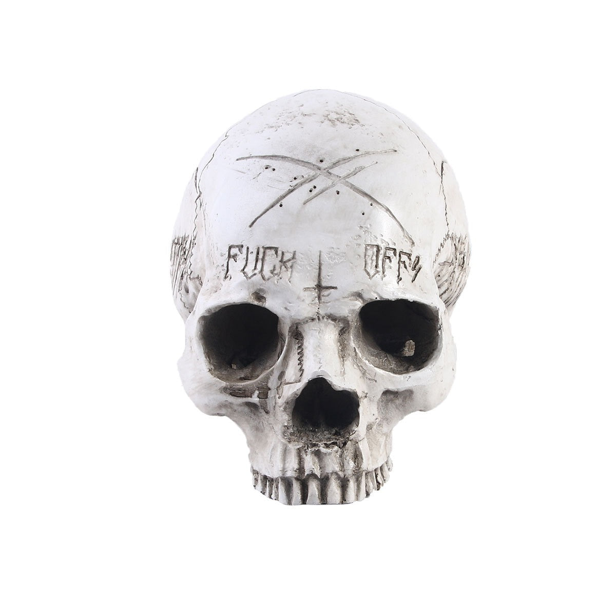 3D Resin Skull Anatomy Model for Study and Display