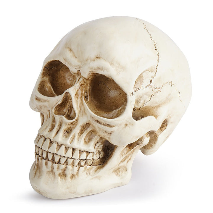 Resin Skull Decor With Realistic Antique Bone Detail