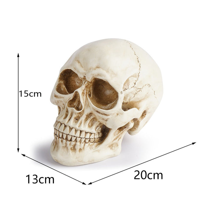 Resin Skull Decor With Realistic Antique Bone Detail