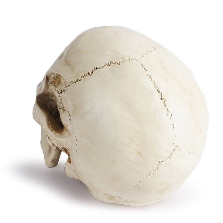 Resin Skull Decor With Realistic Antique Bone Detail