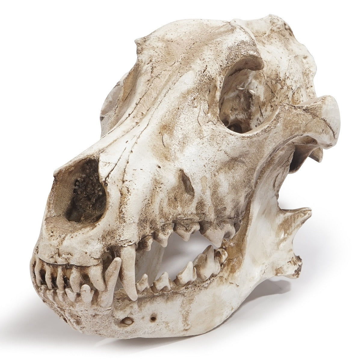 Resin Skull Ornament With Aged Bone Gothic Display
