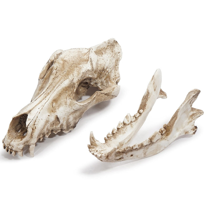 Resin Skull Ornament With Aged Bone Gothic Display