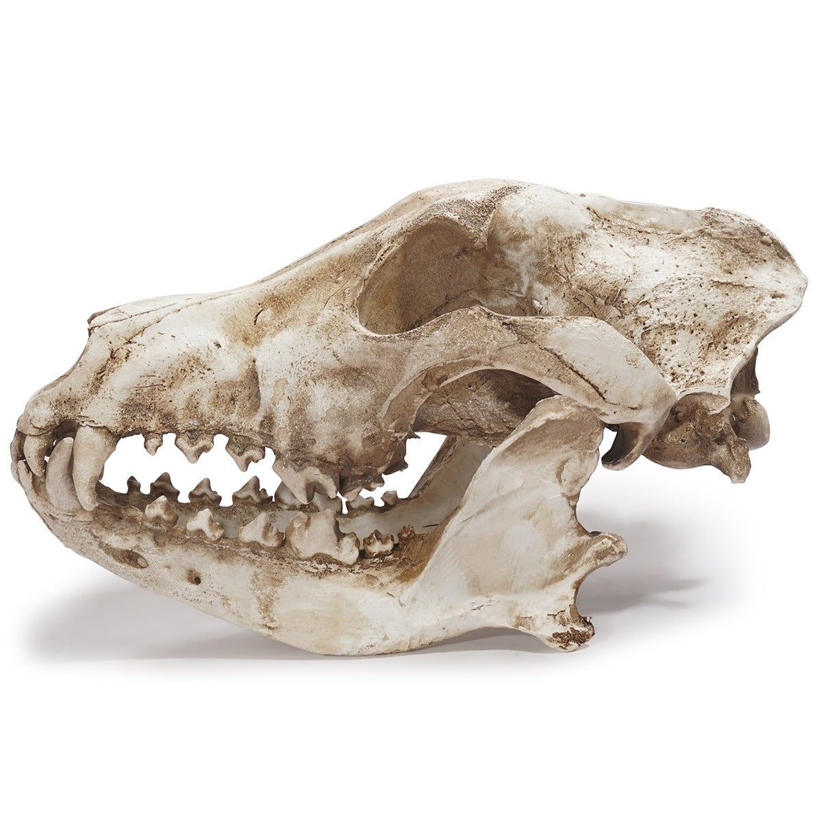 Resin Skull Ornament With Aged Bone Gothic Display