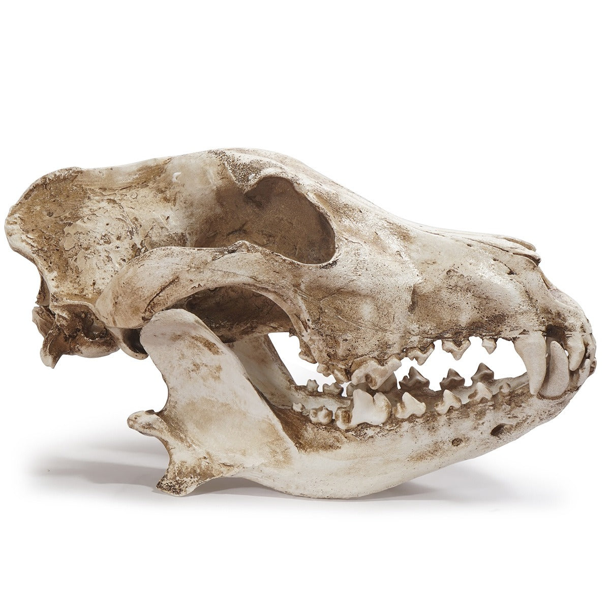 Resin Skull Ornament With Aged Bone Gothic Display