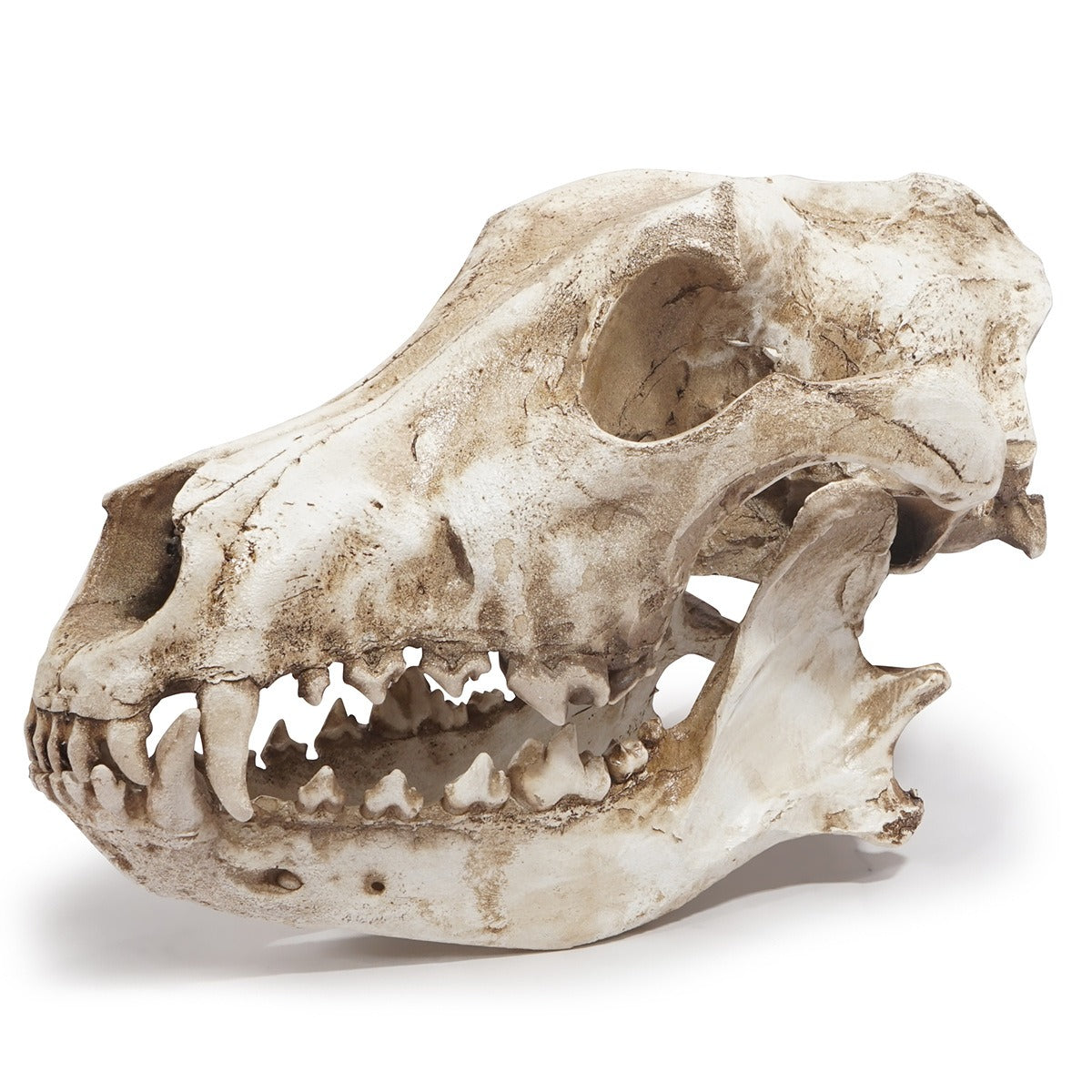 Resin Skull Ornament With Aged Bone Gothic Display