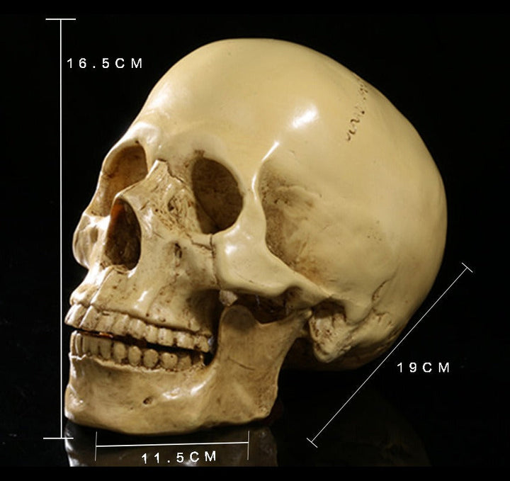 Resin Skull Bar Decor for Dramatic Gothic Displays
