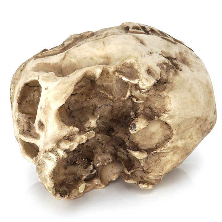 Skull Head Flower Pot for Dramatic Succulent Decor