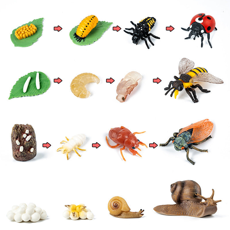 Wooden Life Cycle Toy for Hands-On Science Learning