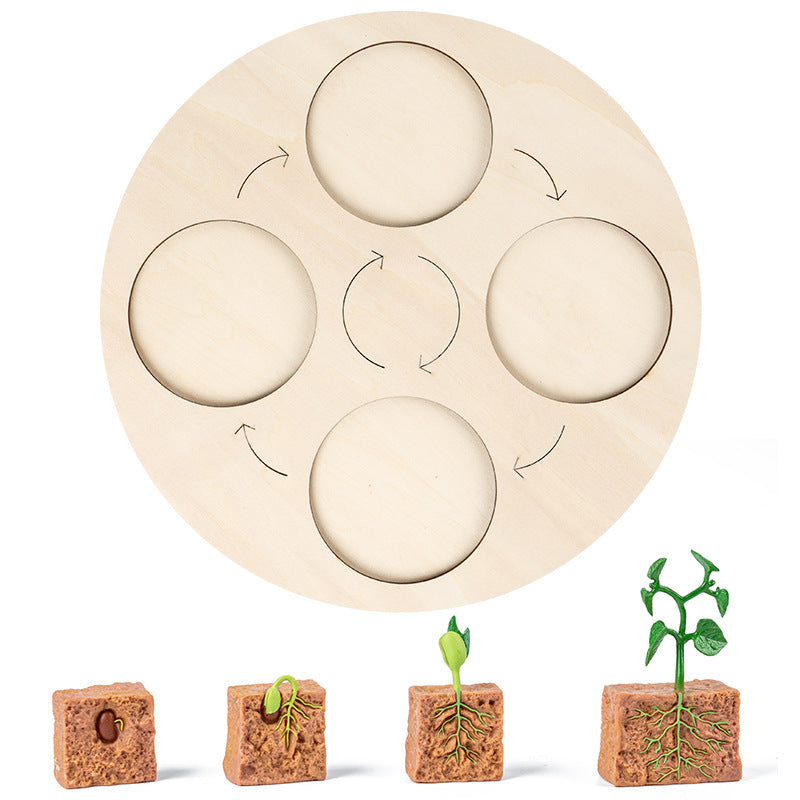 Wooden Life Cycle Toy for Hands-On Science Learning