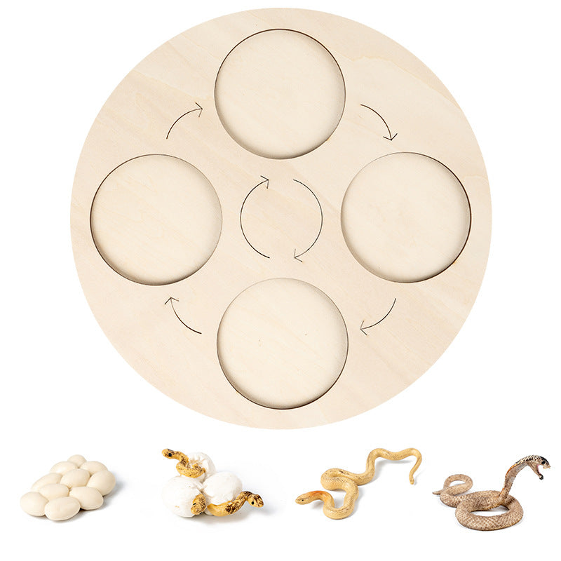Wooden Life Cycle Toy for Hands-On Science Learning