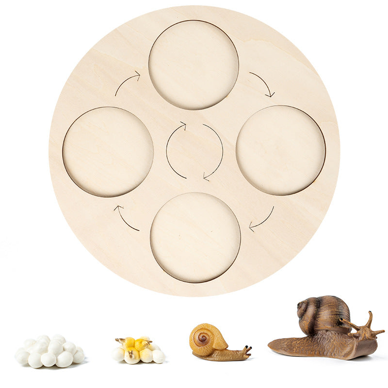 Wooden Life Cycle Toy for Hands-On Science Learning