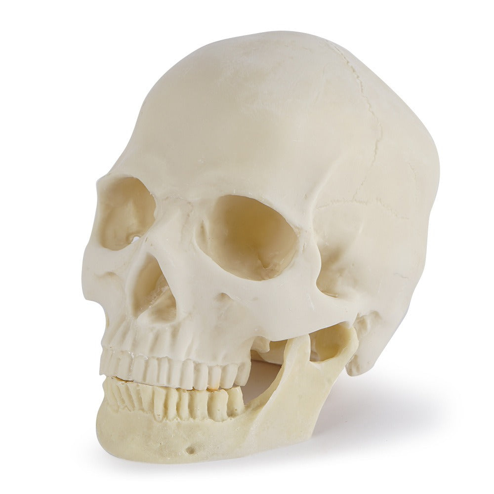 Anatomical Skull Model with Removable Mandible for Study