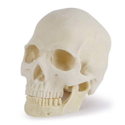 Skull Models: Anatomical Human, Dog, Fox & T-Rex Skeleton Heads