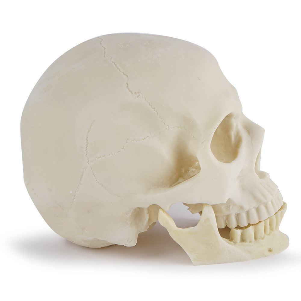 Anatomical Skull Model with Removable Mandible for Study