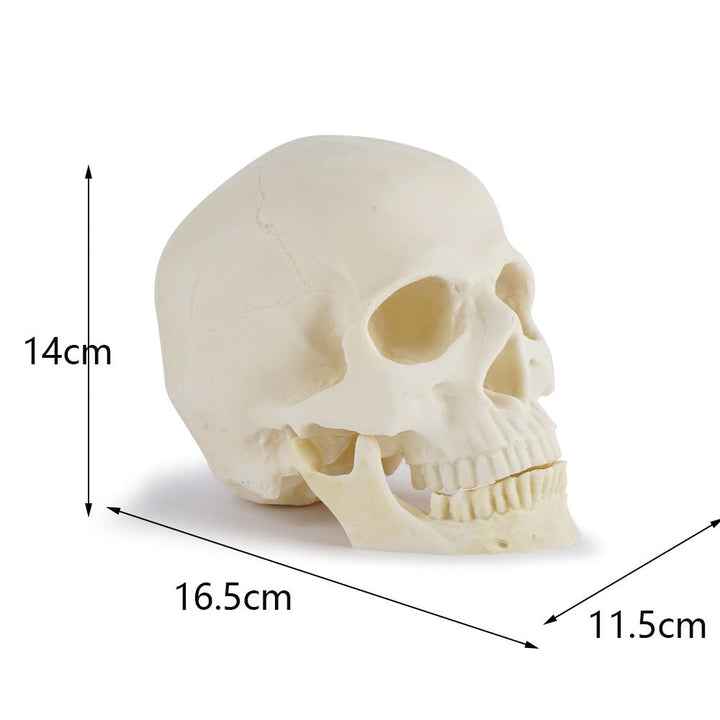 Anatomical Skull Model with Removable Mandible for Study
