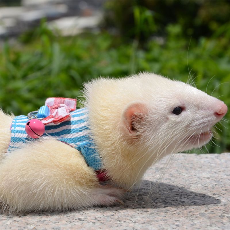 Small Pet Harness Set — Colorful Supervised Exploring