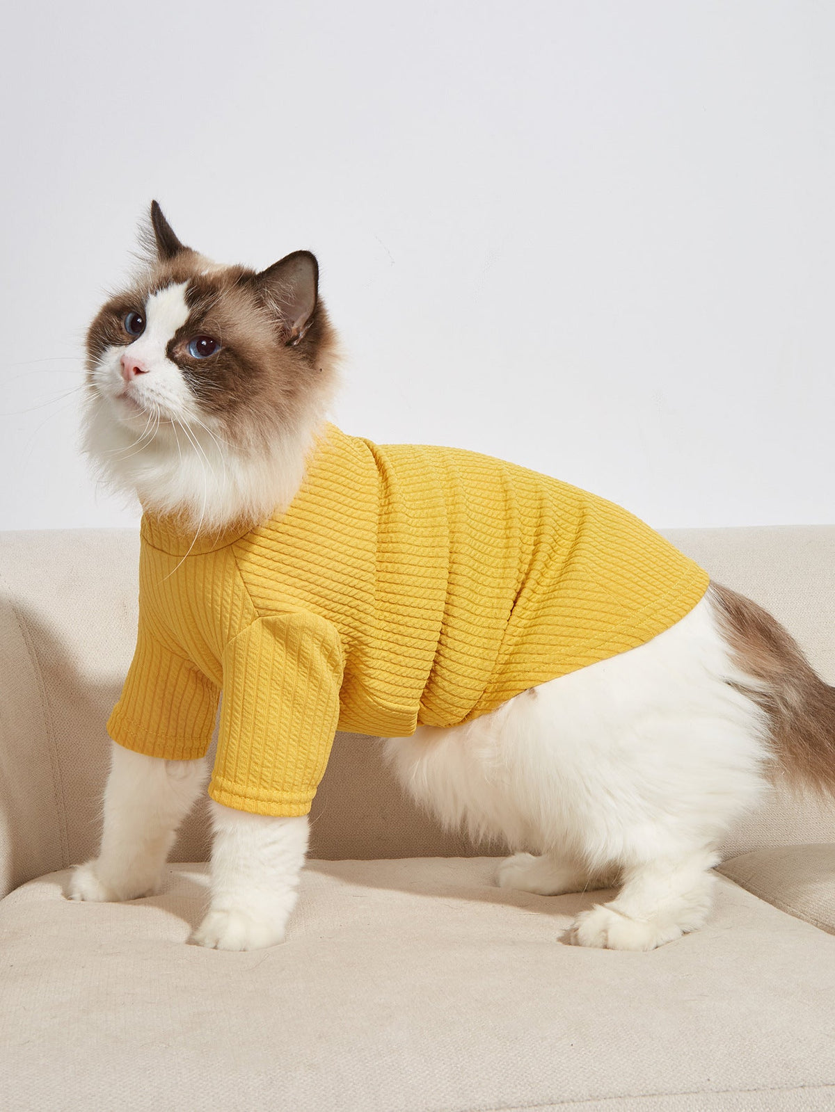 Ribbed Pet T-Shirt for Cozy, Polished Everyday Style