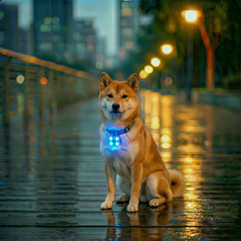 USB Rechargeable LED Pet Safety Light for Night Walks