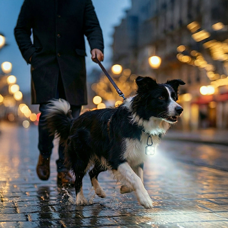 USB Rechargeable LED Pet Safety Light for Night Walks
