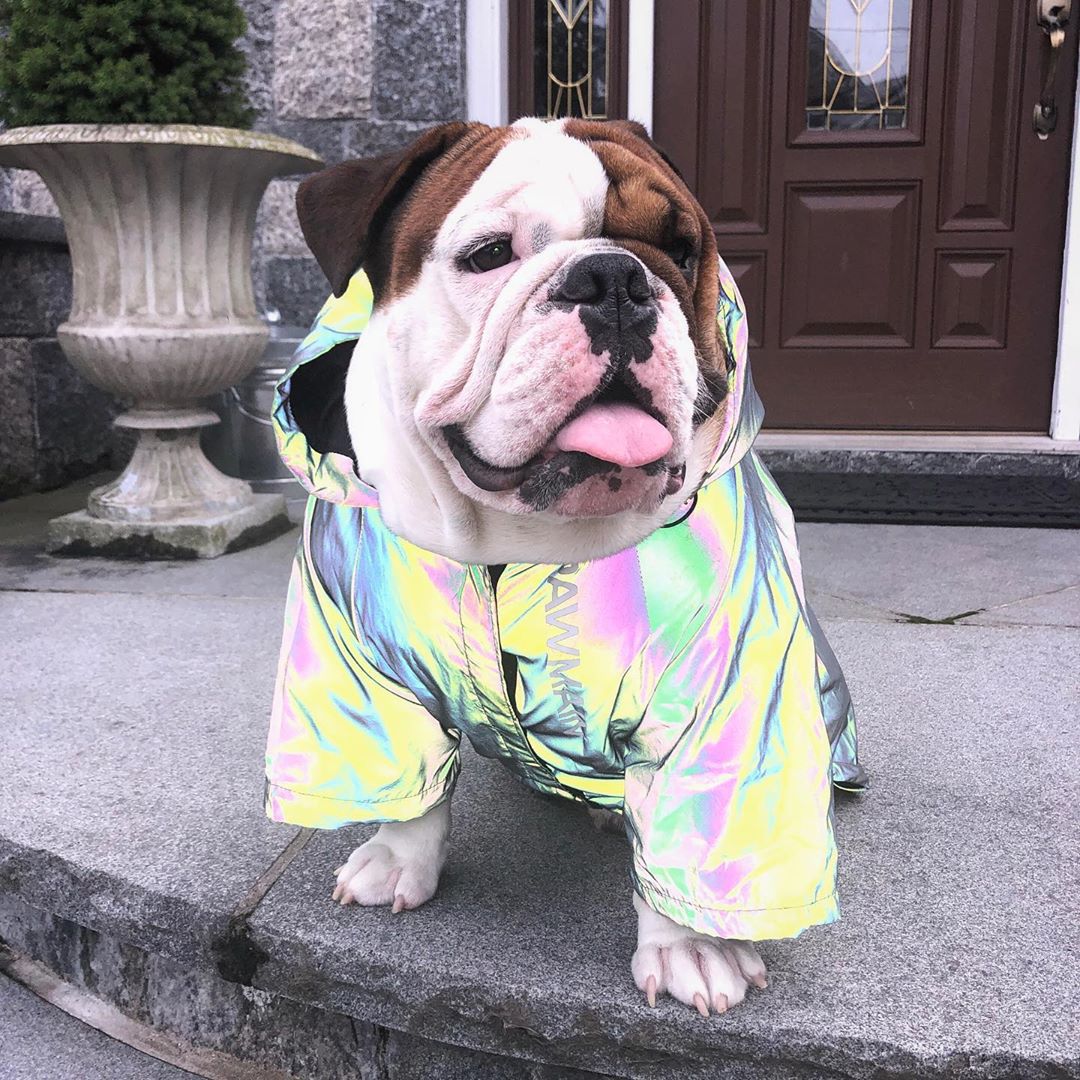 Large Dog Raincoat | Windproof Full-Coverage Protection
