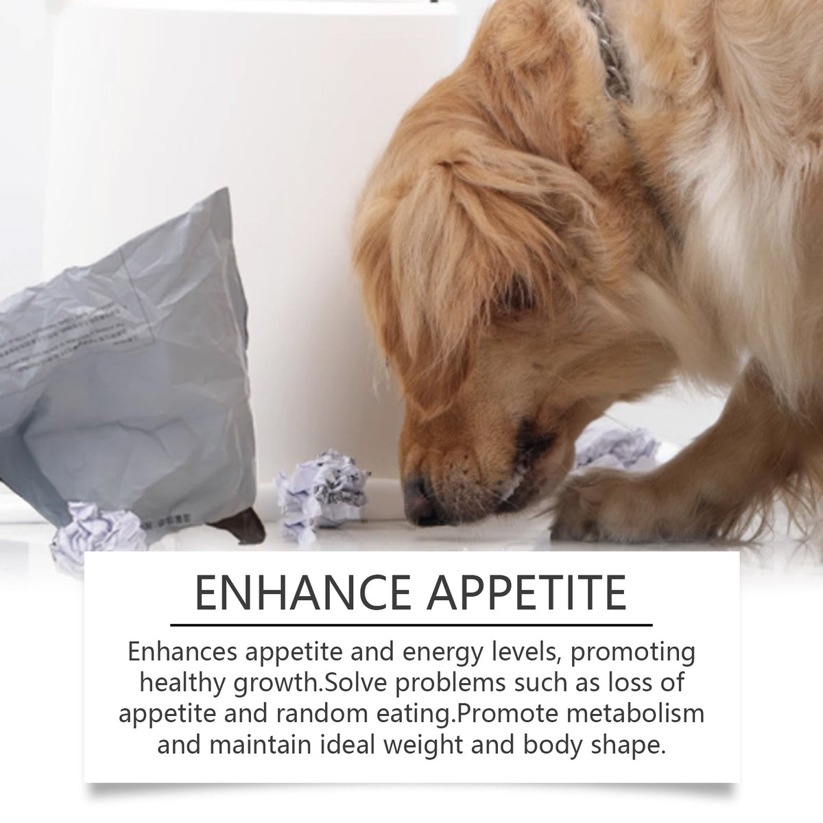 Dog Calcium Magnesium Supplements for Daily Wellness