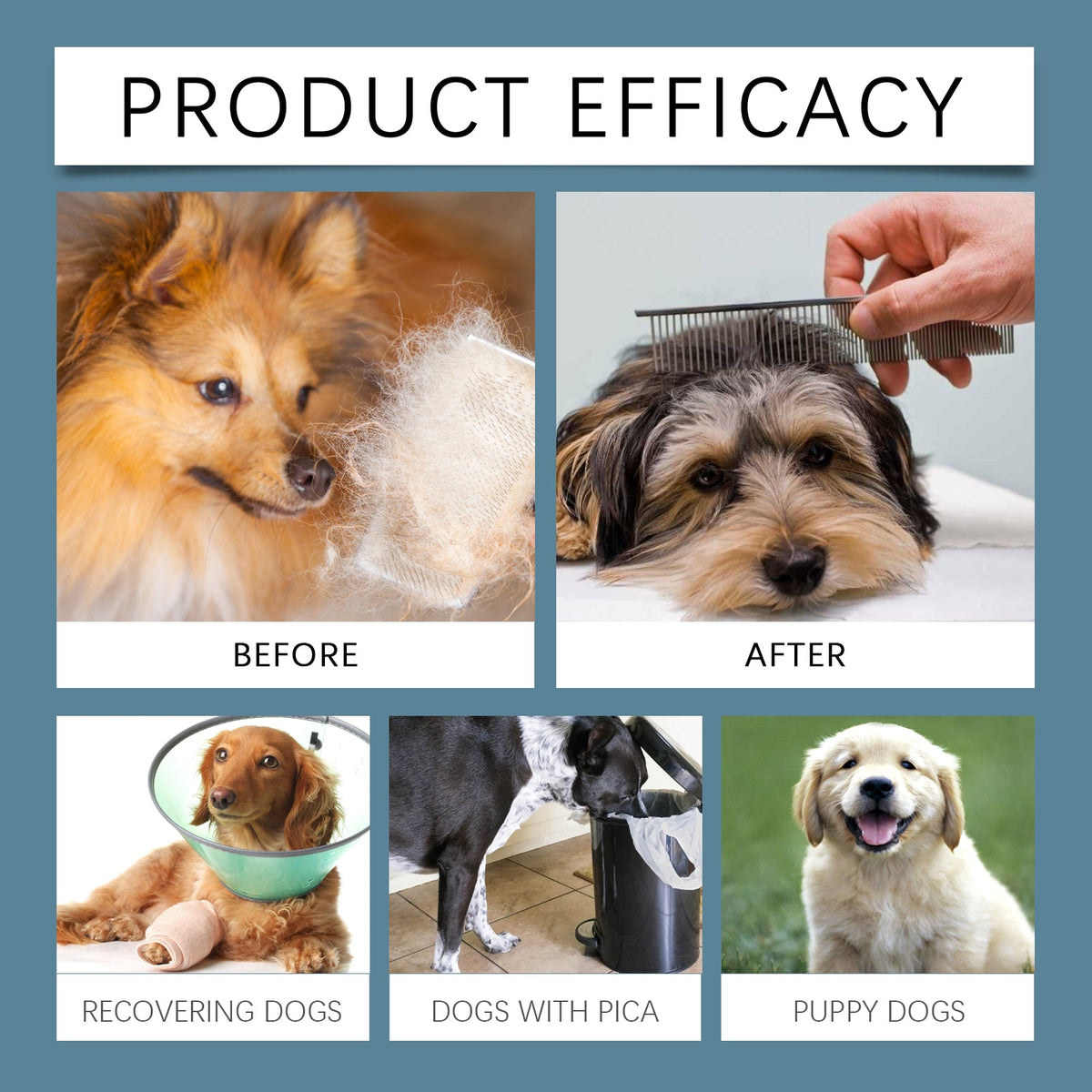 Dog Calcium Magnesium Supplements for Daily Wellness